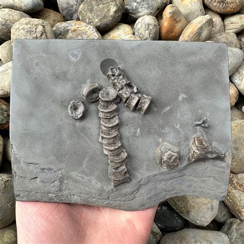 Yorkshire Fossils .